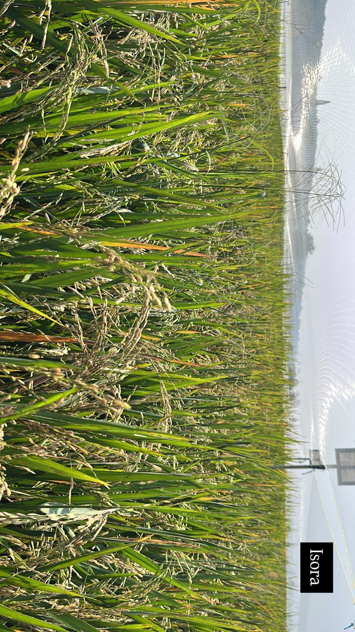 Tanaman Padi Varietas Isora